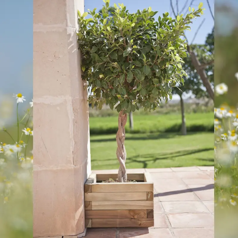 jardinera macetero cuadrado de madera para una entrada jardín patio terraza balcón envío rápido al mejor precio